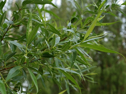 iva-lomkaya-bulata-salix-fragilis-bullata-list