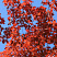 dub-krasnyj-quercus-rubra-krona