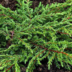 Можжевельник обыкновенный 'Репанда' (Juniperus communis 'Repanda')