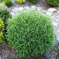 Туя западная 'Мистер Боулинг Болл' (Thuja occidentalis 'Mr.Bowling Ball')