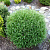 Туя западная 'Мистер Боулинг Болл' (Thuja occidentalis 'Mr.Bowling Ball')