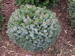 Ель ситхинская 'Зильберцверг' (Picea sitchensis 'Silberzwerg')