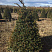 tiss-yagodnyj-zold-taxus-baccata-zold-derevo.jpg
