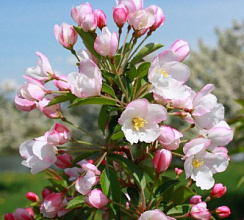 Яблоня декоративная 'Адирондак' (Malus 'Adirondack')