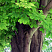 kashtan-konskij-aesculus-hippocastanum-ctvol