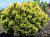 Сосна горная 'Офир' (Pinus mugo 'Ophir')