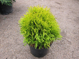 Туя западная 'Мириам' (Thuja occidentalis 'Mirjam' )