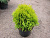 Туя западная 'Мириам' (Thuja occidentalis 'Mirjam' )