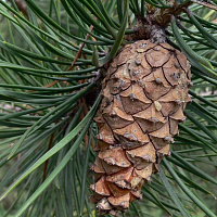 Сосна обыкновенная 'Норска' (Pinus sylvestris 'Norska')