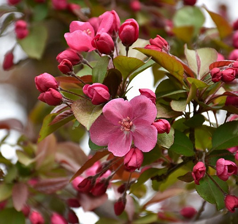Яблоня декоративная 'Cardinal' (Malus 'Cardinal')1
