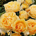 roza-grehkham-tomas-rose-graham-thomas-cvetki-mahrovye