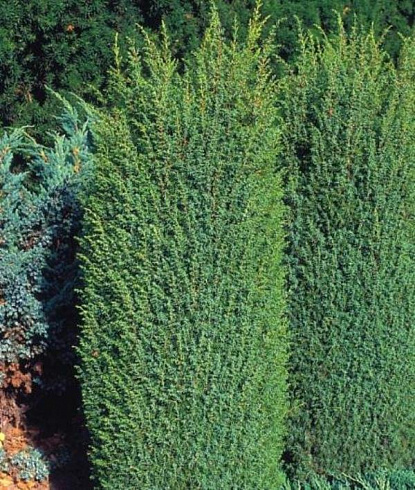 mozhzhevelnik-obyknovennyj-suehcika-juniperus-communis-suecica-plotnaya-forma-krony