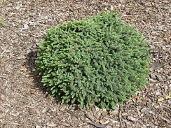 Ель обыкновенная 'Эхиниформис' (Picea abies 'Echiniformis')