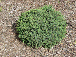 Ель обыкновенная 'Эхиниформис' (Picea abies 'Echiniformis')
