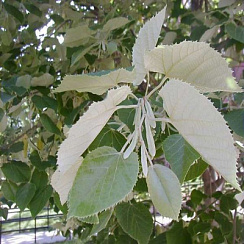 Липа войлочная (Tilia tomentosa)