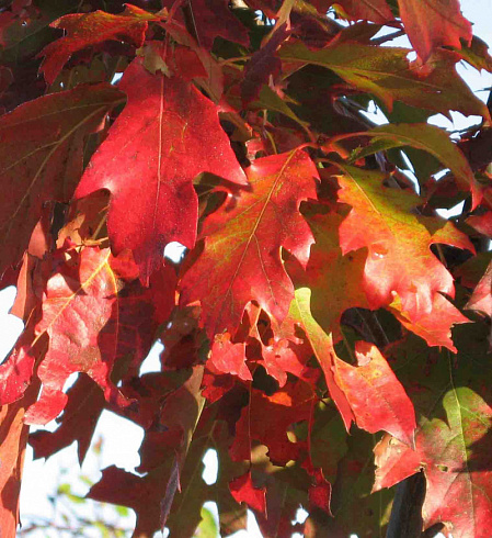 dub-krasnyj-quercus-rubra-list