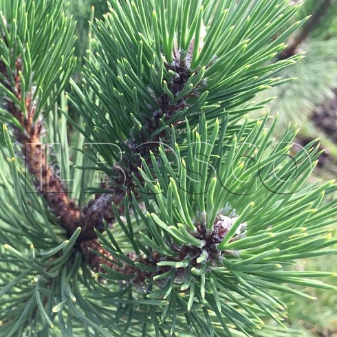 sosna-chernaya-pinus-nigra-hvoya