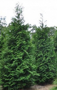 Туя складчатая 'Мартин' (Thuja plicata 'Martin')