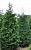 Туя складчатая 'Мартин' (Thuja plicata 'Martin')