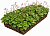 Рулонный многолетник Камнеломка теневая (Sempervivum)