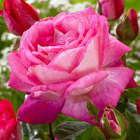 Роза 'Гожар' (Rose 'Gaujard')