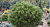 Сосна горная 'Хессе' (Pinus mugo 'Hesse')