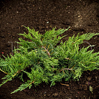 Можжевельник казацкий 'Тамарисцифолия' (Juniperus sabina 'Tamariscifolia')