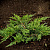Можжевельник казацкий 'Тамарисцифолия' (Juniperus sabina 'Tamariscifolia')