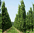 Дуб черешчатый 'Фастигиата Костер' (Quercus robur 'Fastigiata Koster')