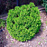 tuya-zapadnaya-behtler-thuja-occidentalis-betler-sazhenec