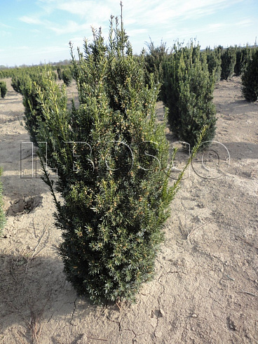tiss-srednij-hiksi-taxus-media-hicksii-kust