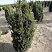 tiss-srednij-hiksi-taxus-media-hicksii-kust