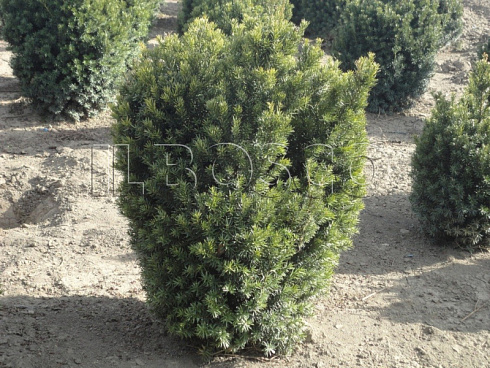 tiss-ostrokonechnyj-nana-taxus-cuspidata-nana-derevo