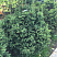el-obyknovennaya-remontii-picea-abies-remontii-derevya-ryadami