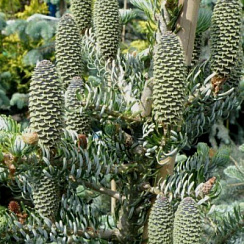Пихта корейская 'Сильвер Стар' (Abies koreana 'Silver Star')