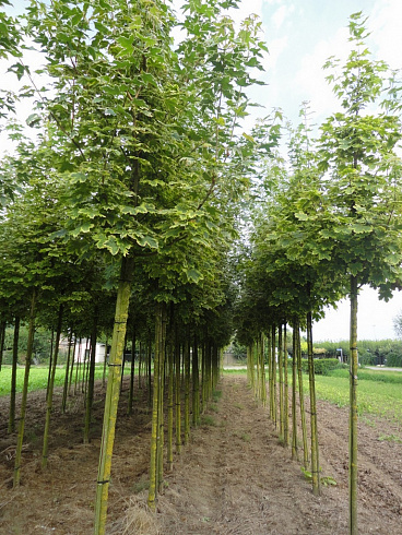 klen-ostrolistnyj-drummonda-acer-platanoides-drummondii-ryad-derevev
