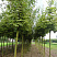 klen-ostrolistnyj-drummonda-acer-platanoides-drummondii-ryad-derevev