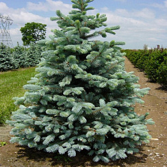 Ель колючая 'Кайбаб' (Picea pungens 'Kaibab')