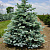 Ель колючая 'Кайбаб' (Picea pungens 'Kaibab')