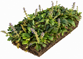 Рулонный многолетник Живучка ползучая (Ajuga reptans)