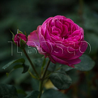 Роза 'Ред Леонардо да Винчи' (Rose 'Red Leonardo da Vinci')
