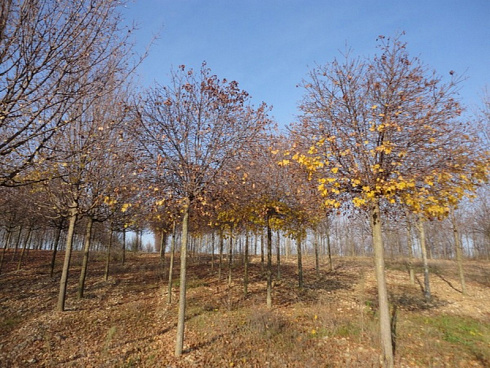klen-ostrolistnyj-globozum-acer-platanoides-globosum-krona-bez-listev