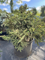 Ель обыкновенная 'Пуш' (Picea abies 'Pusch')