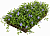 Рулонный многолетник Барвинок малый (Vinca minor)