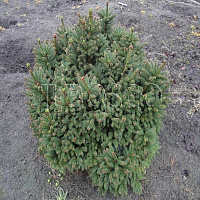 Ель обыкновенная 'Ремонти' (Picea abies 'Remontii')