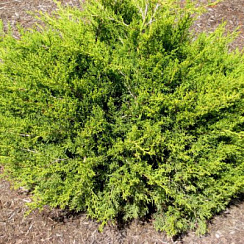 Можжевельник китайский 'Куривао Голд' (Juniperus chinensis 'Kuriwao Gold')