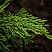 mozhzhevelnik-kazackij-tamariscifoliya-juniperus-sabina-tamariscifolia-hvoya.jpg