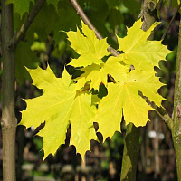 Клен остролистный 'Принстон Голд' (Acer platanoides 'Princeton Gold')