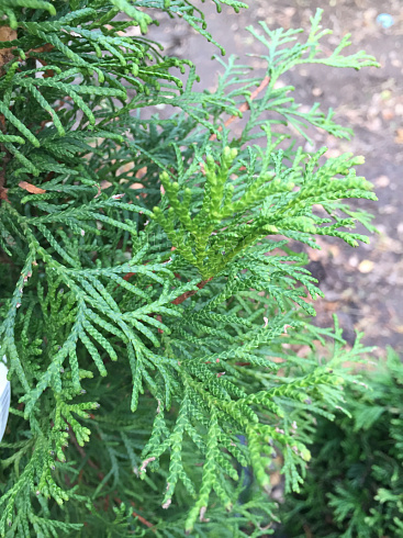 tuya-zapadnaya-smaragd-thuja-occidentalis-smaragd-vetvi