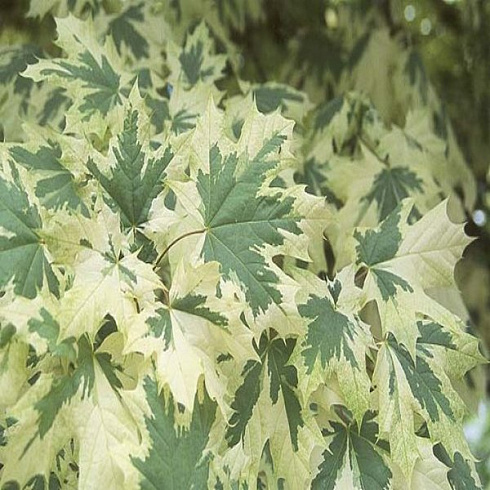 klen-ostrolistnyj-drummonda-acer-platanoides-drummondii-listya
